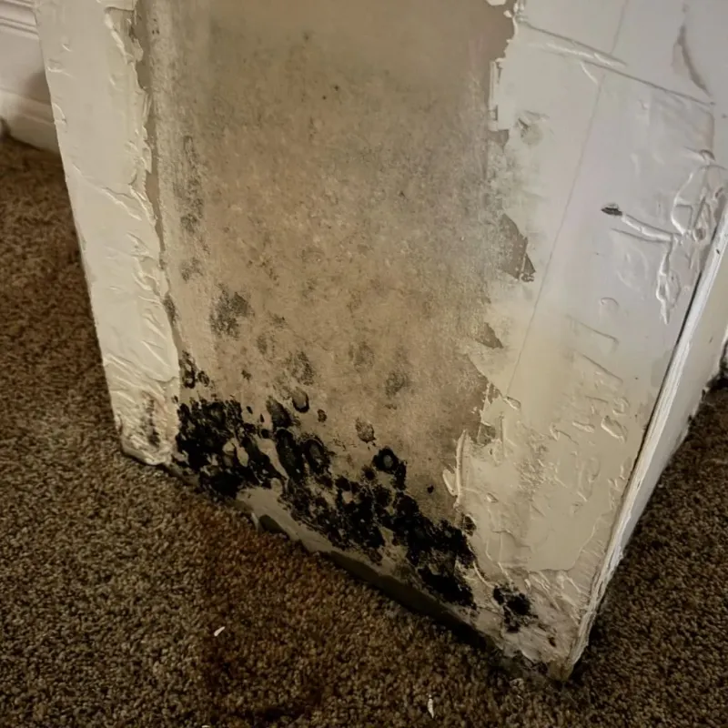Professional Mold Removal in West Tisbury, MA